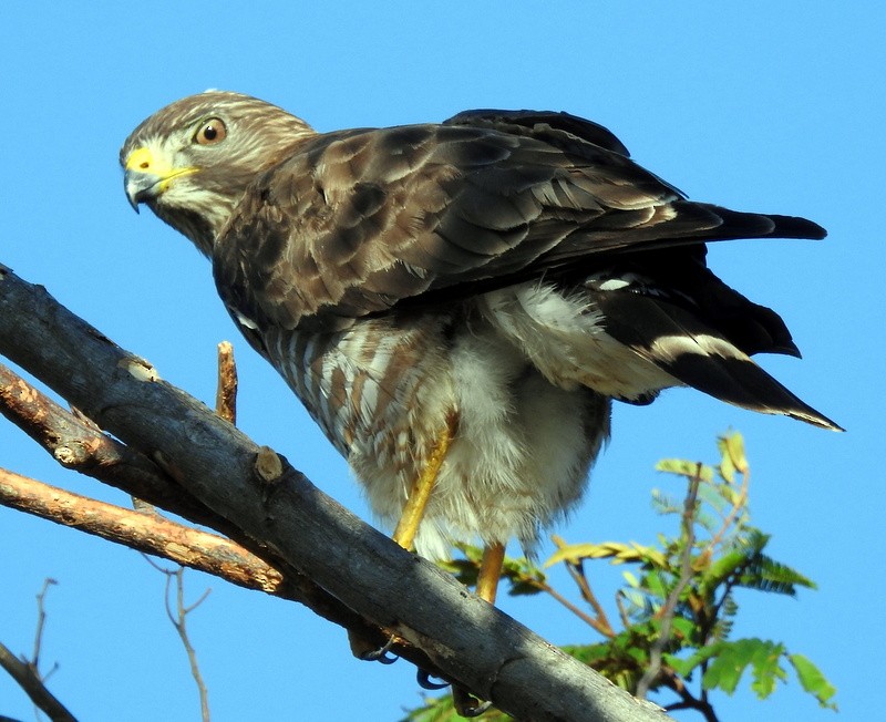 Broad-winged Hawk - ML211926091