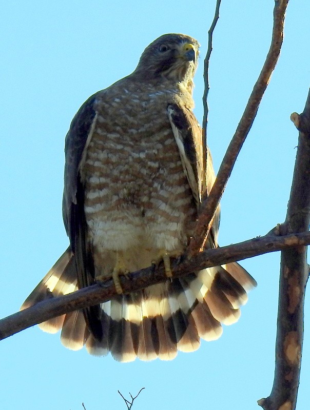 Broad-winged Hawk - Bill Fox