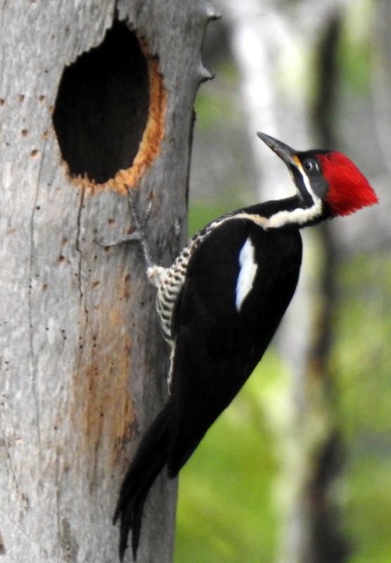 Lineated Woodpecker - ML211926521