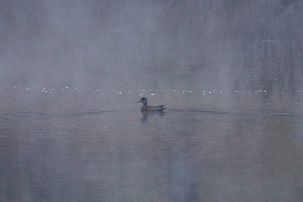 American Wigeon - Maxwell Ramey