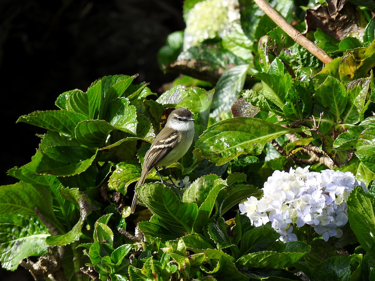 White-throated Tyrannulet - ML211927801