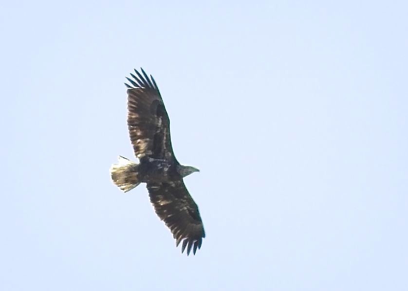 Bald Eagle - ML211928231