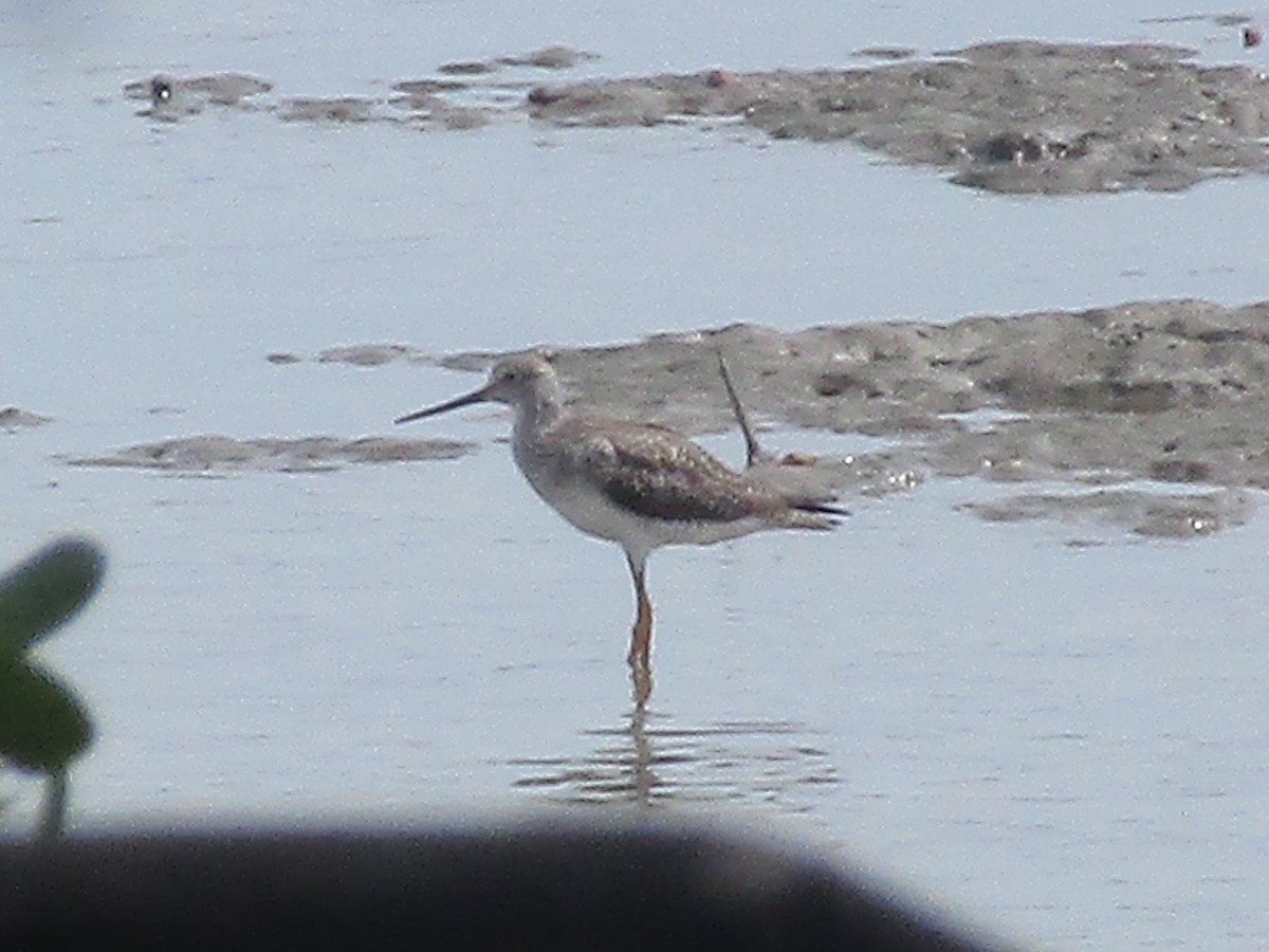 Greater Yellowlegs - ML211928791