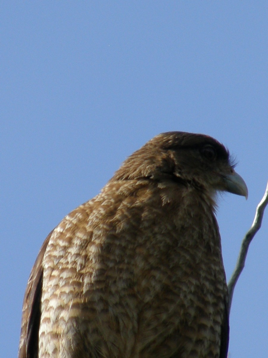 Chimango Caracara - ML211930101