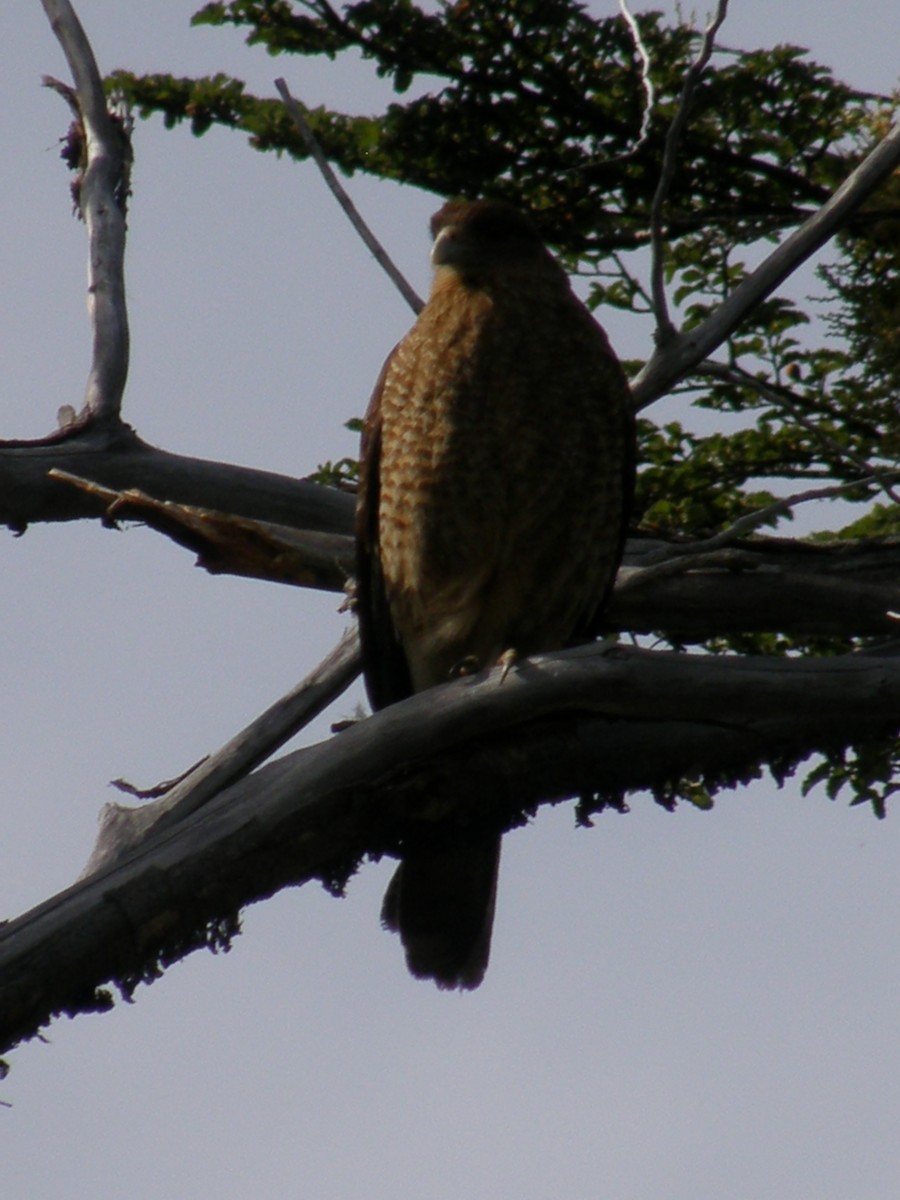 Chimango Caracara - ML211930111