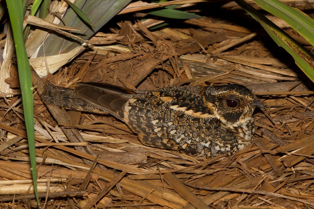 Spot-tailed Nightjar - LAERTE CARDIM