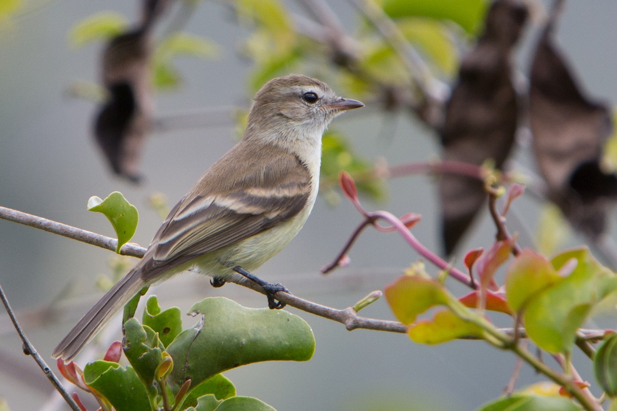 Northern Mouse-colored Tyrannulet - Oswaldo Hernández Sánchez