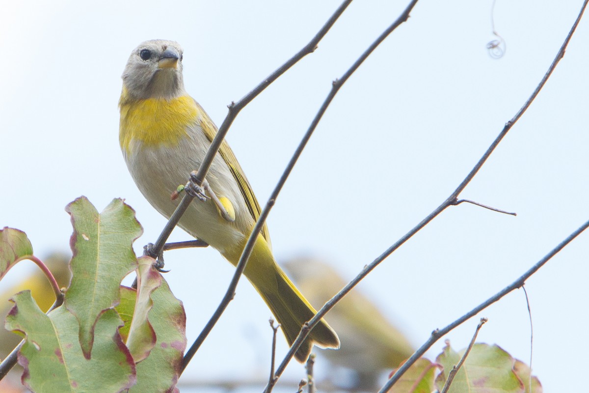 Saffron Finch - ML211930621