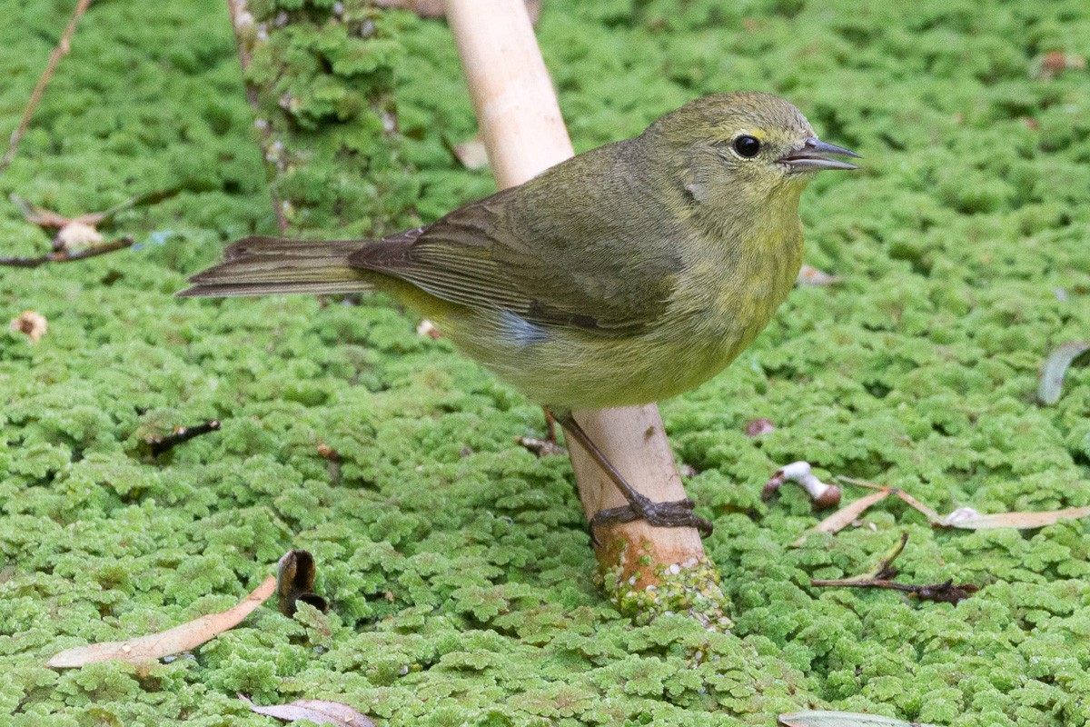 Orange-crowned Warbler - ML211931561