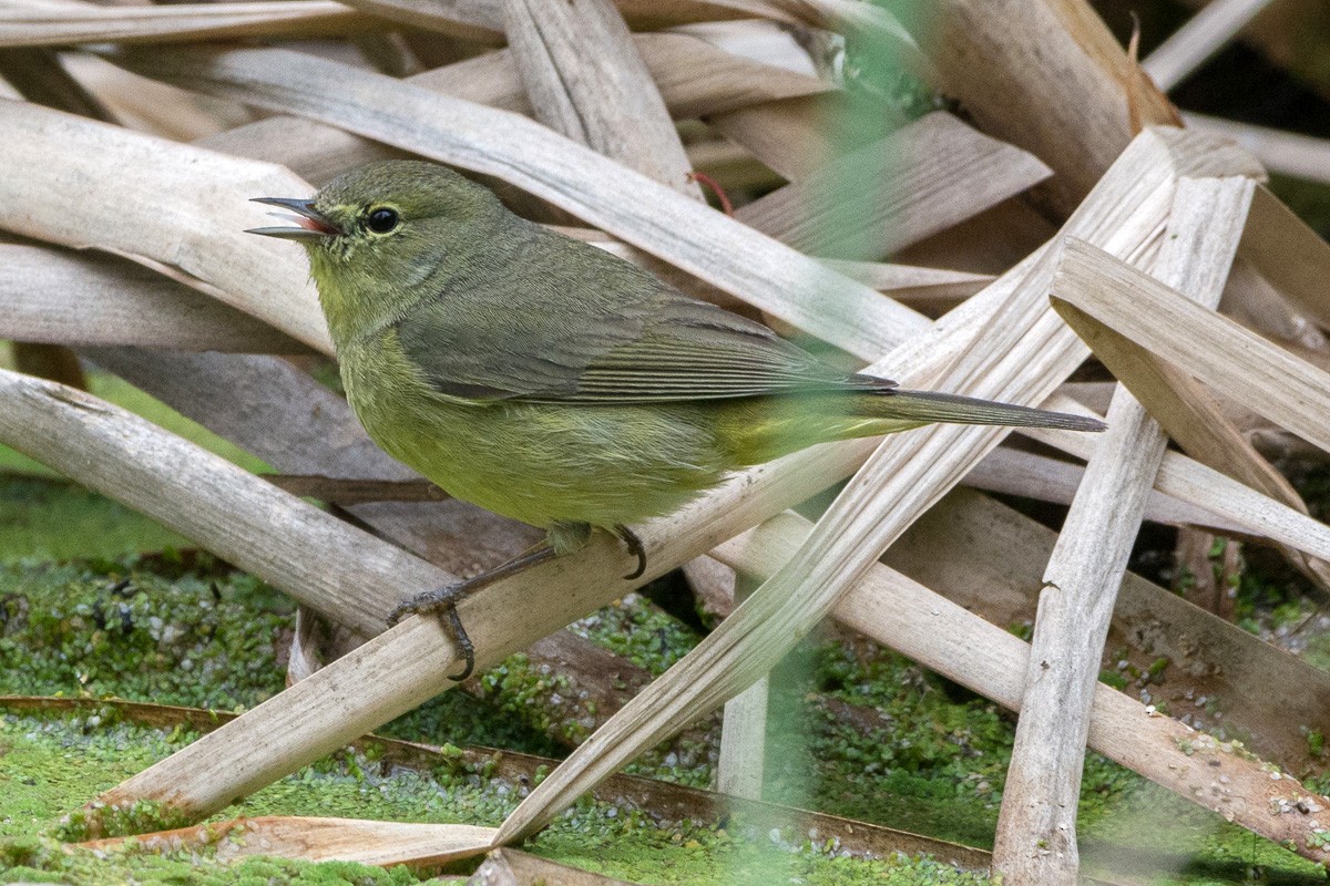 Orange-crowned Warbler - ML211931601