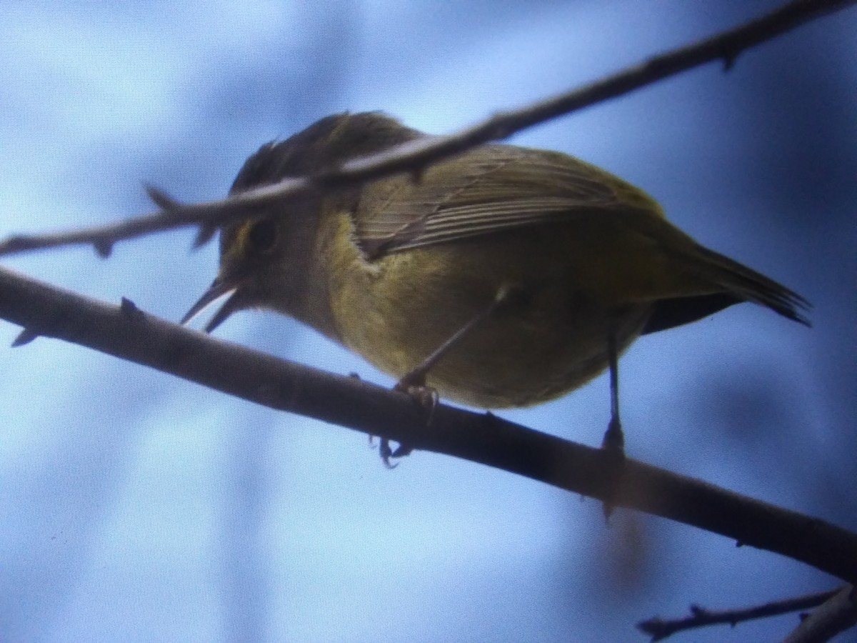 Wilson's Warbler - ML211932131