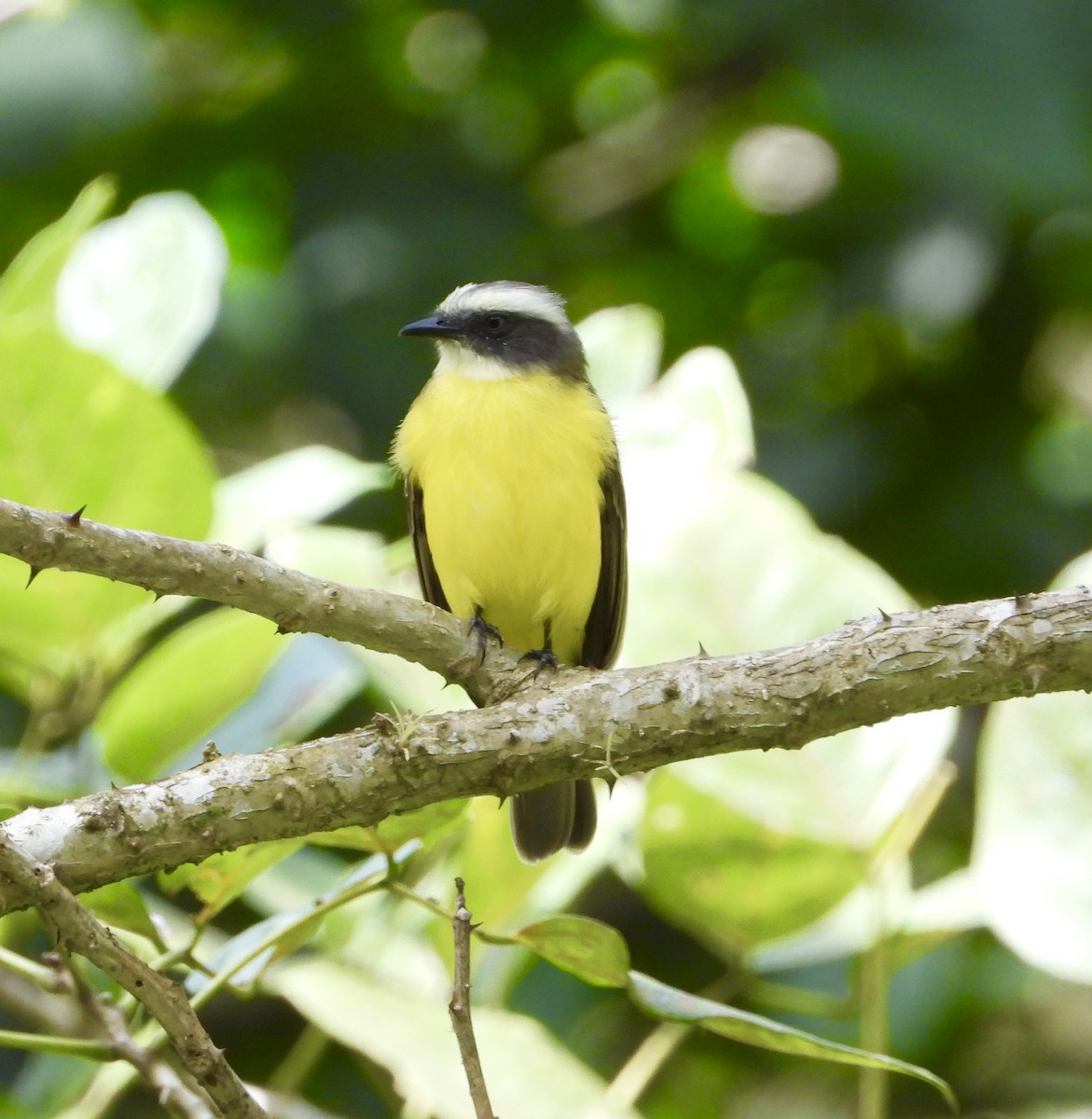 Social Flycatcher - Michelle Hanko