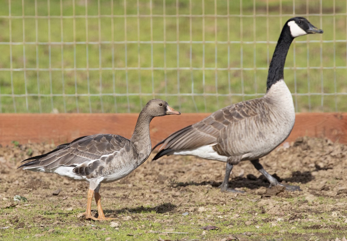 Greater White-fronted Goose - Sylvia Wright