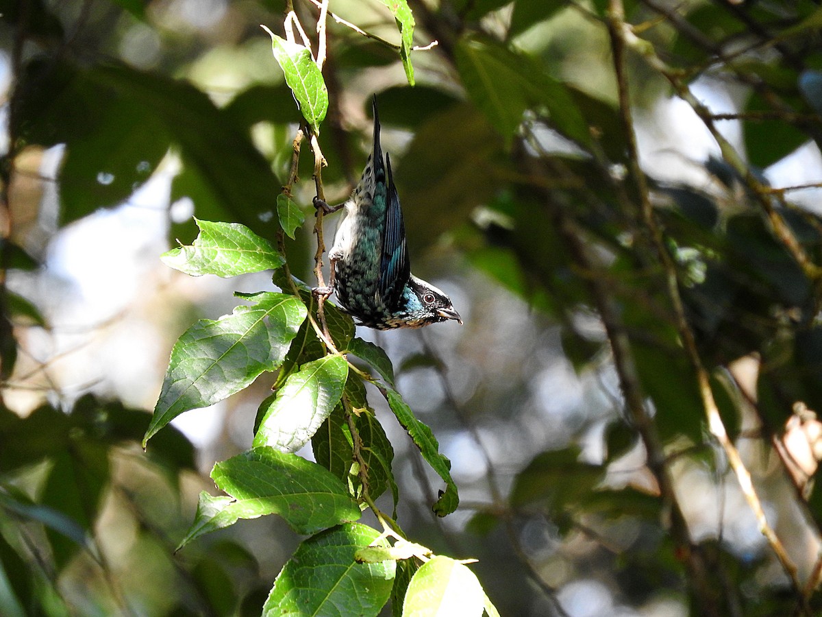 Beryl-spangled Tanager - ML211933571