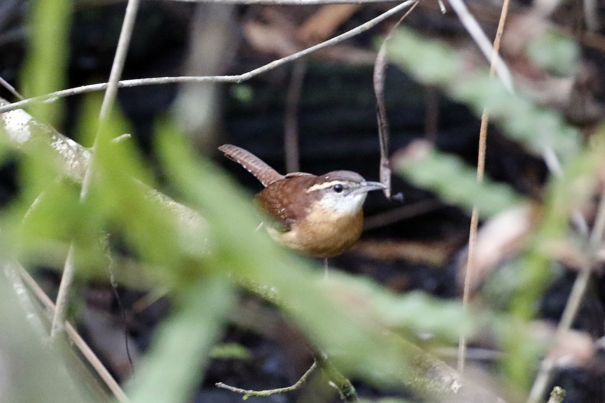 Carolina Wren - ML211934751