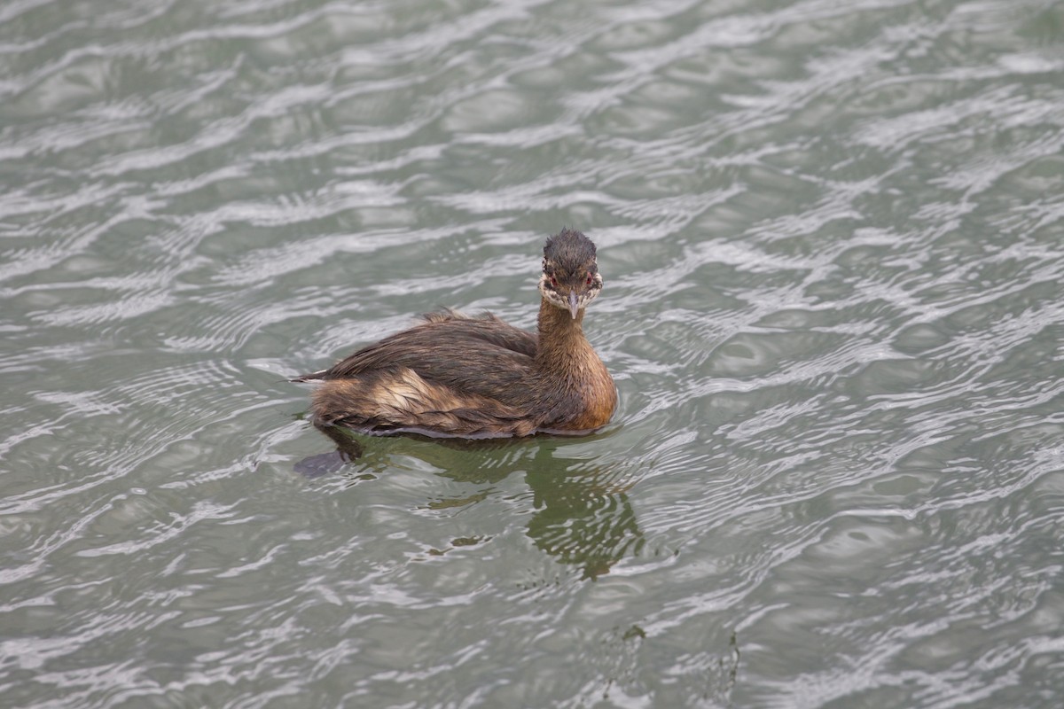 White-tufted Grebe - Gary Brunvoll