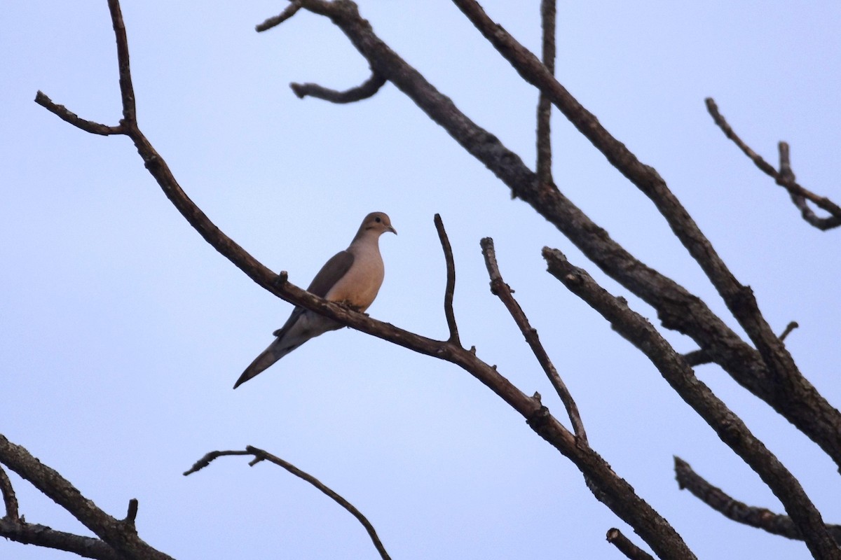 Mourning Dove - ML211937351