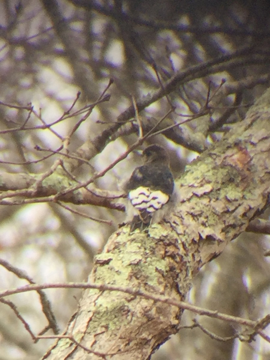 Red-headed Woodpecker - ML211937671