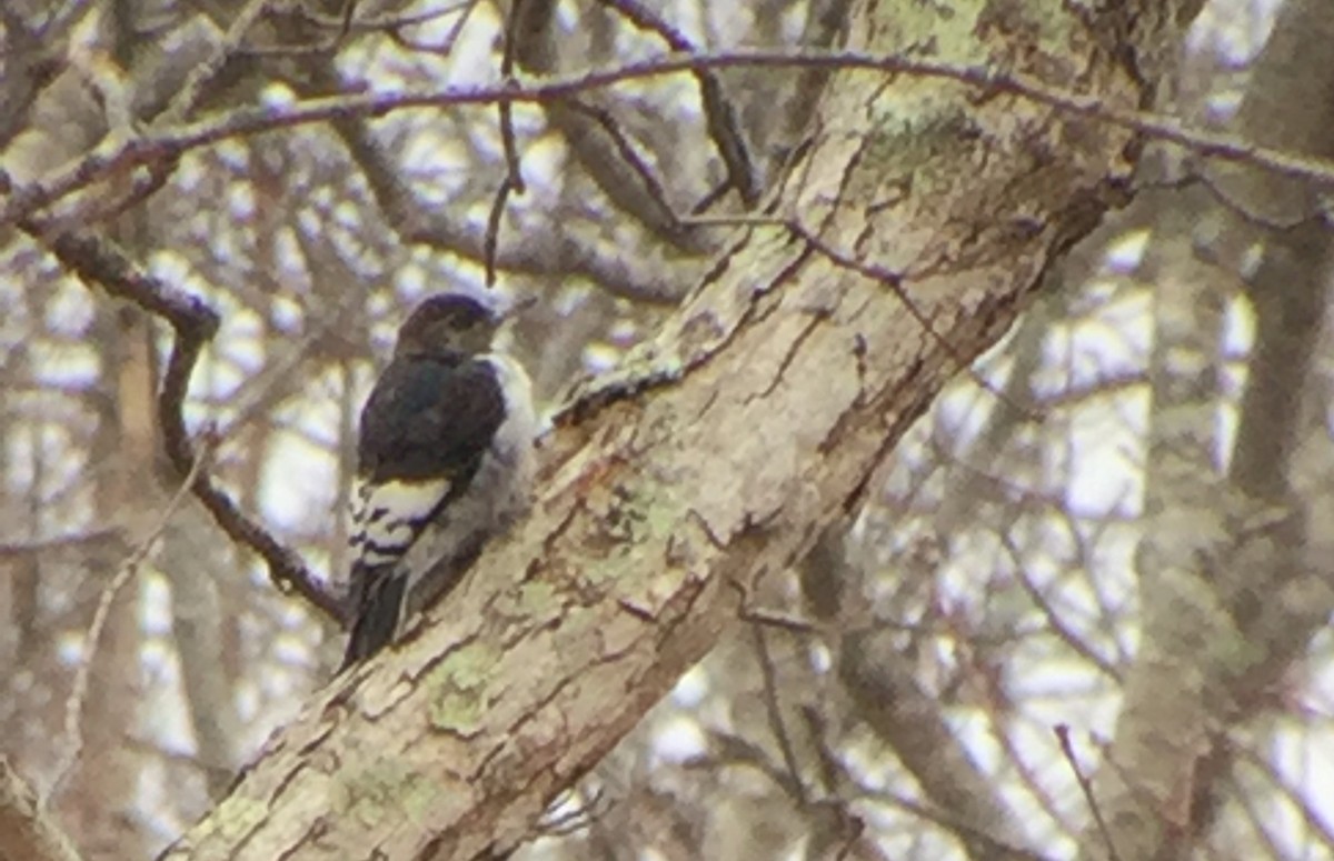 Red-headed Woodpecker - ML211937691