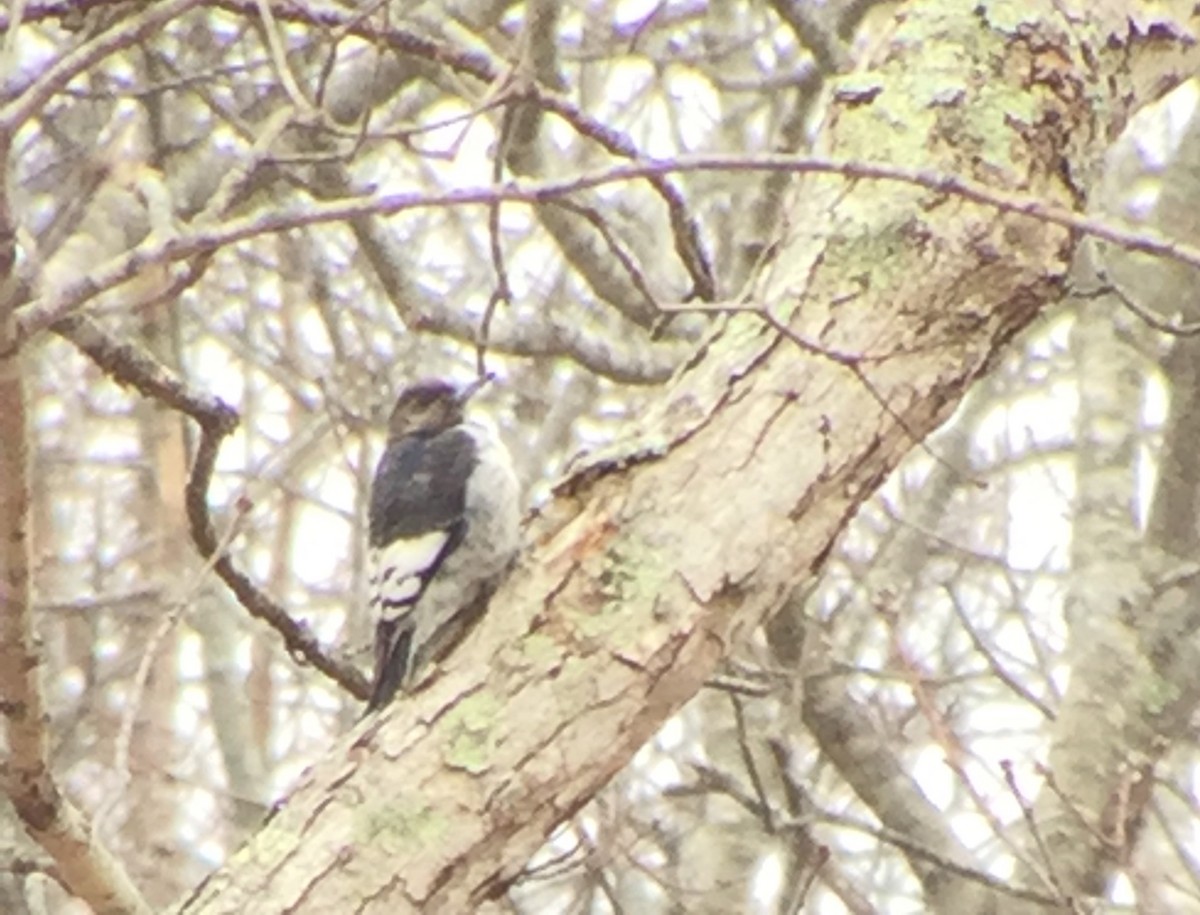 Red-headed Woodpecker - Christopher Gangemi