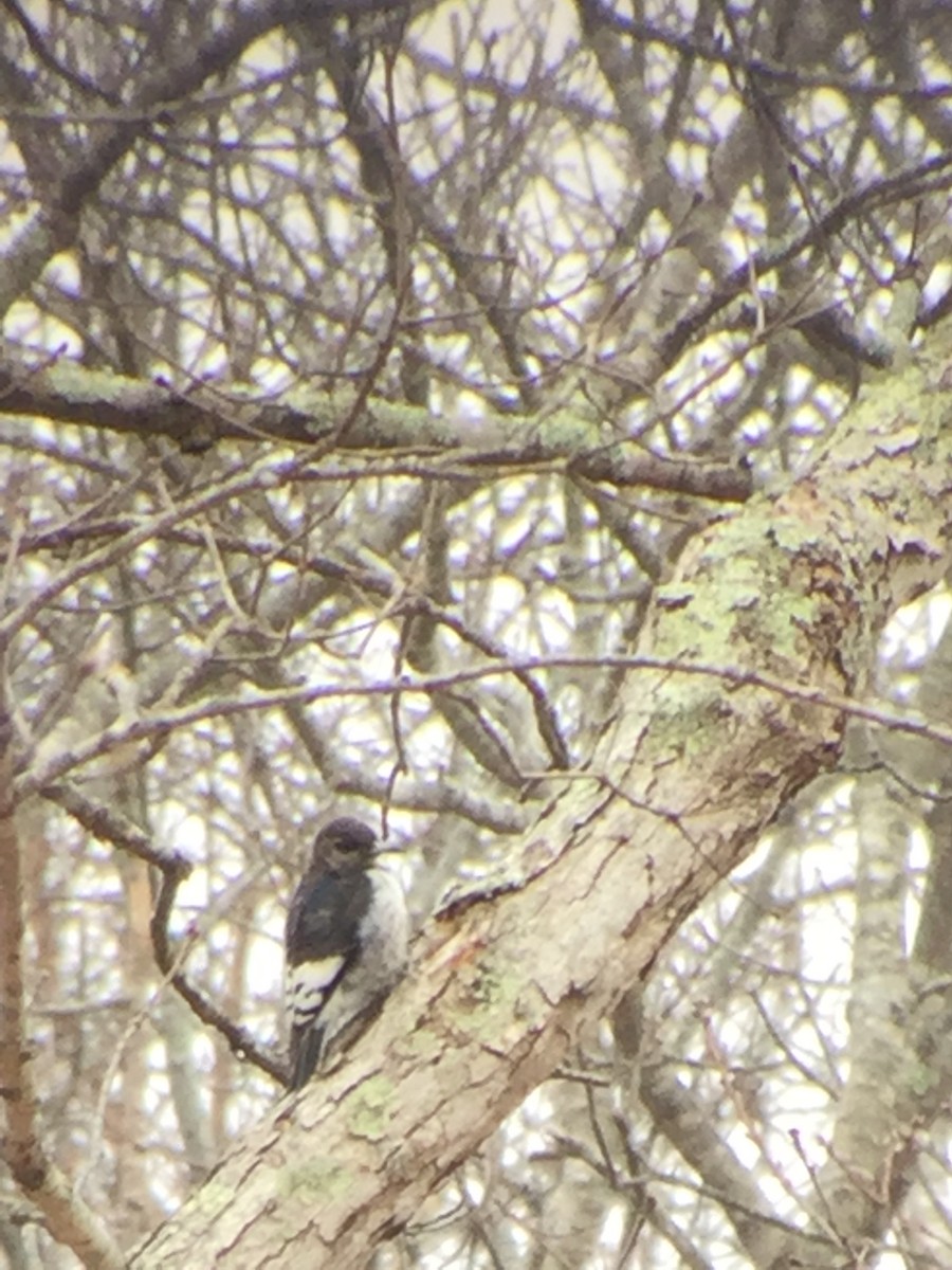 Red-headed Woodpecker - ML211937881