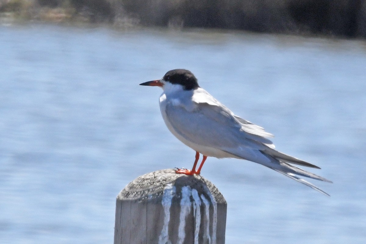 Forster's Tern - Lila Theis