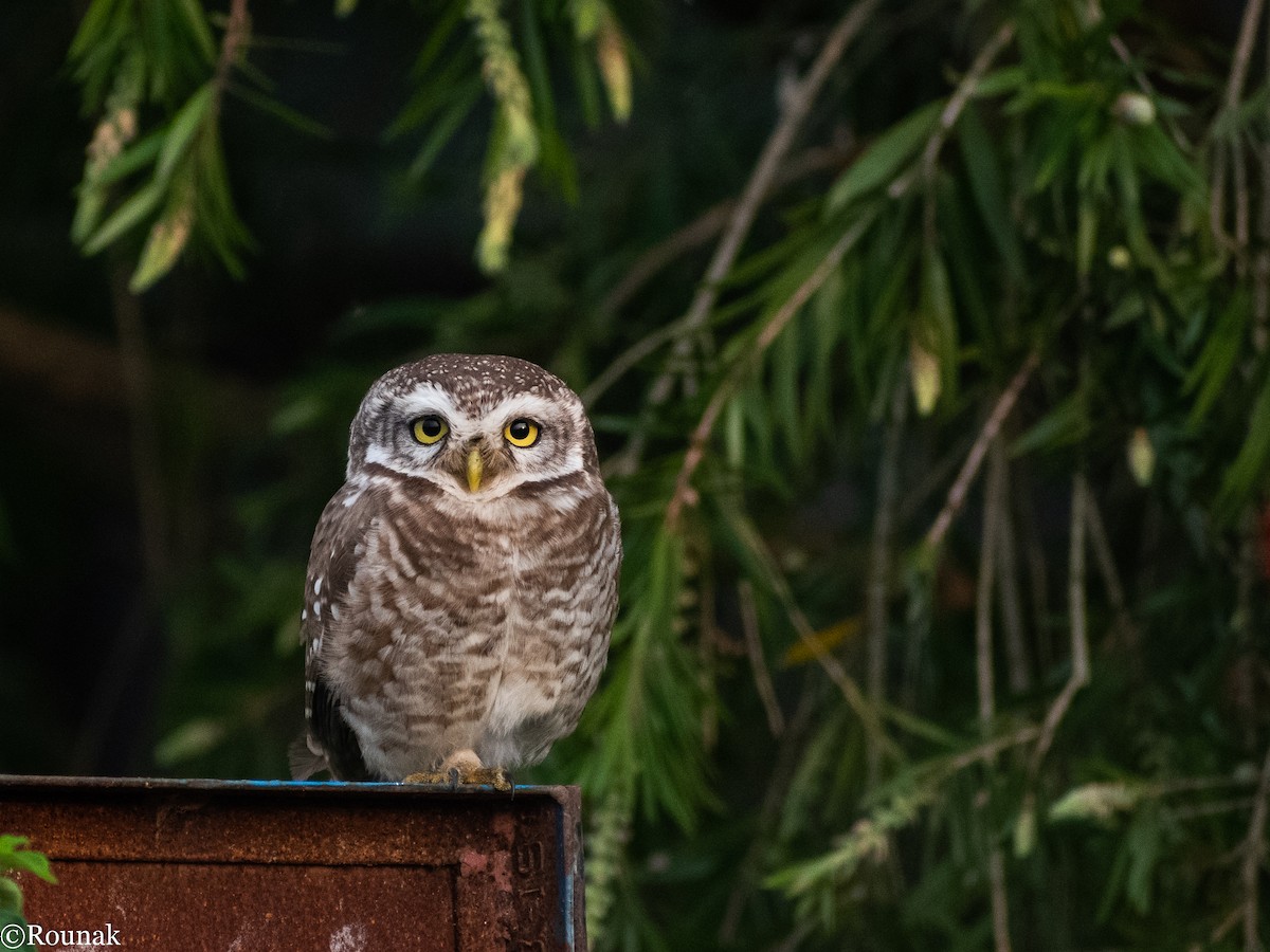 Spotted Owlet - Rounak Patra