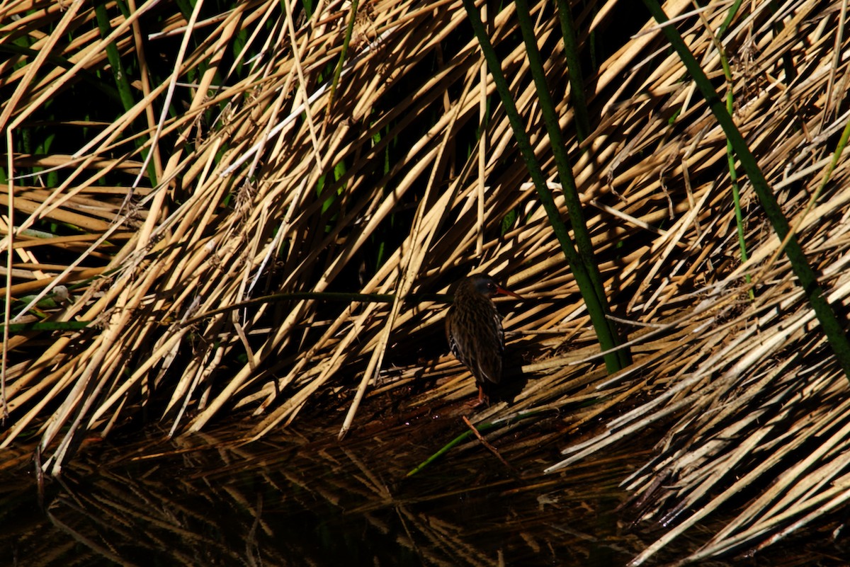 Virginia Rail - David Anderson