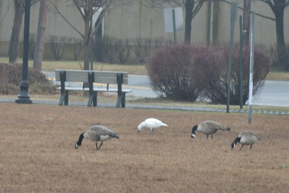 Snow Goose - ML211943731