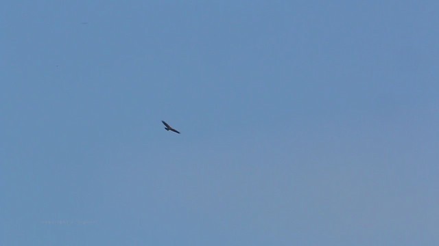 Red-tailed Hawk (borealis) - ML211943861
