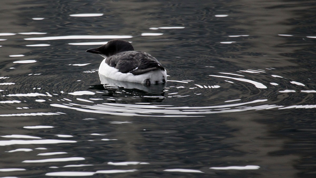 Thick-billed Murre - ML21194531