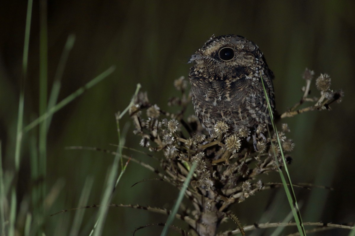 Sickle-winged Nightjar - ML211946831