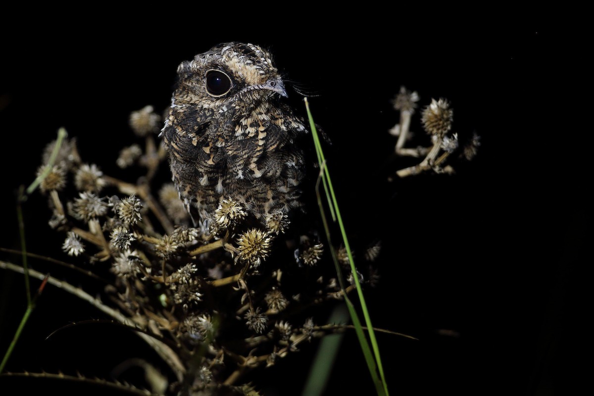 Sickle-winged Nightjar - ML211946881