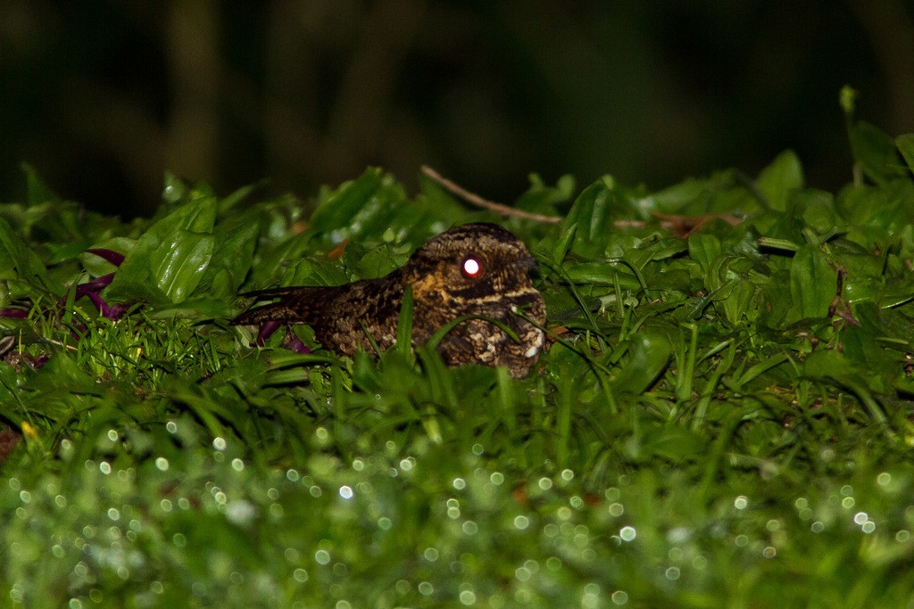 Silky-tailed Nightjar - ML211946971