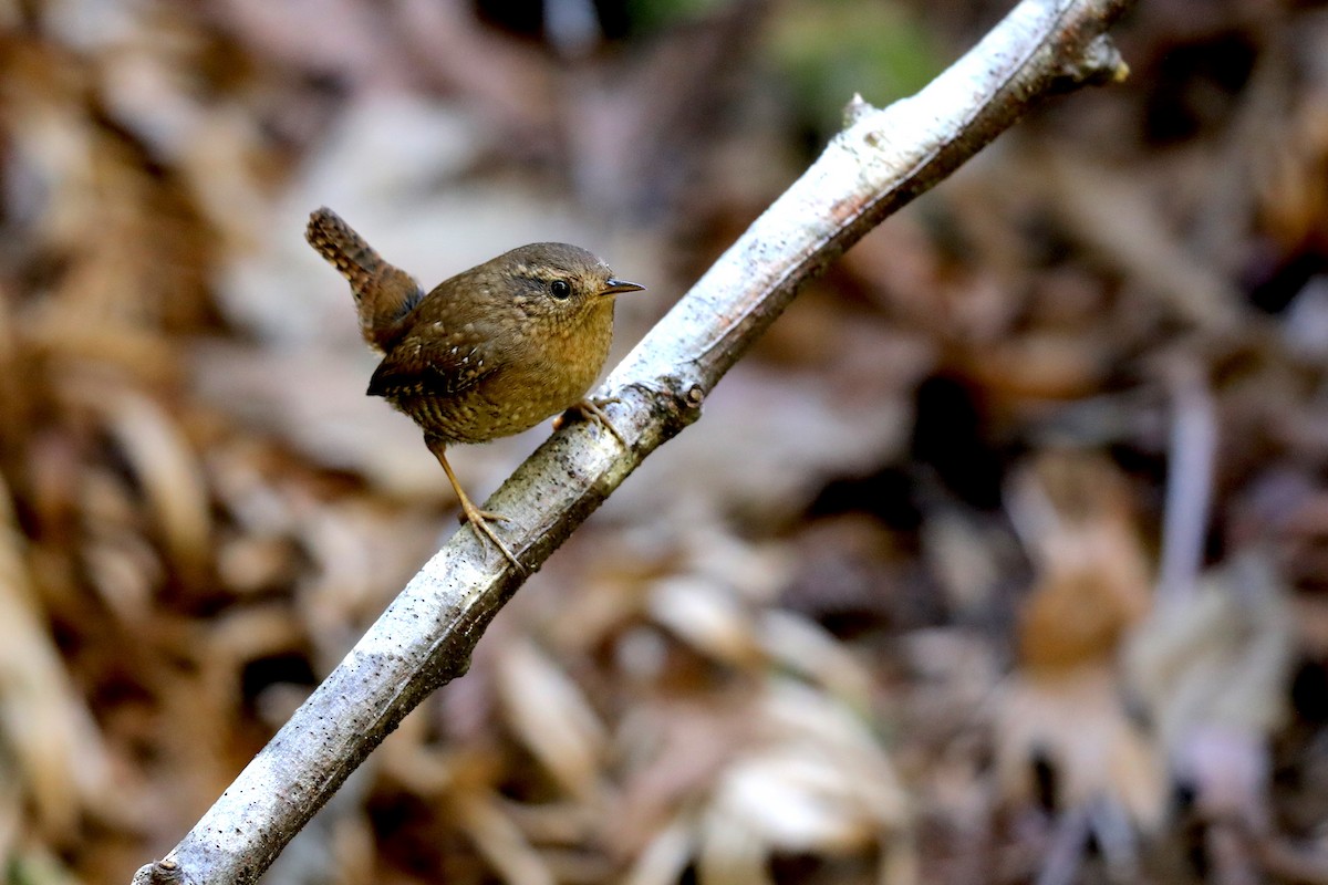 Pacific Wren - ML211948791