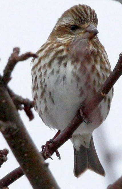 Purple Finch - ML211949541