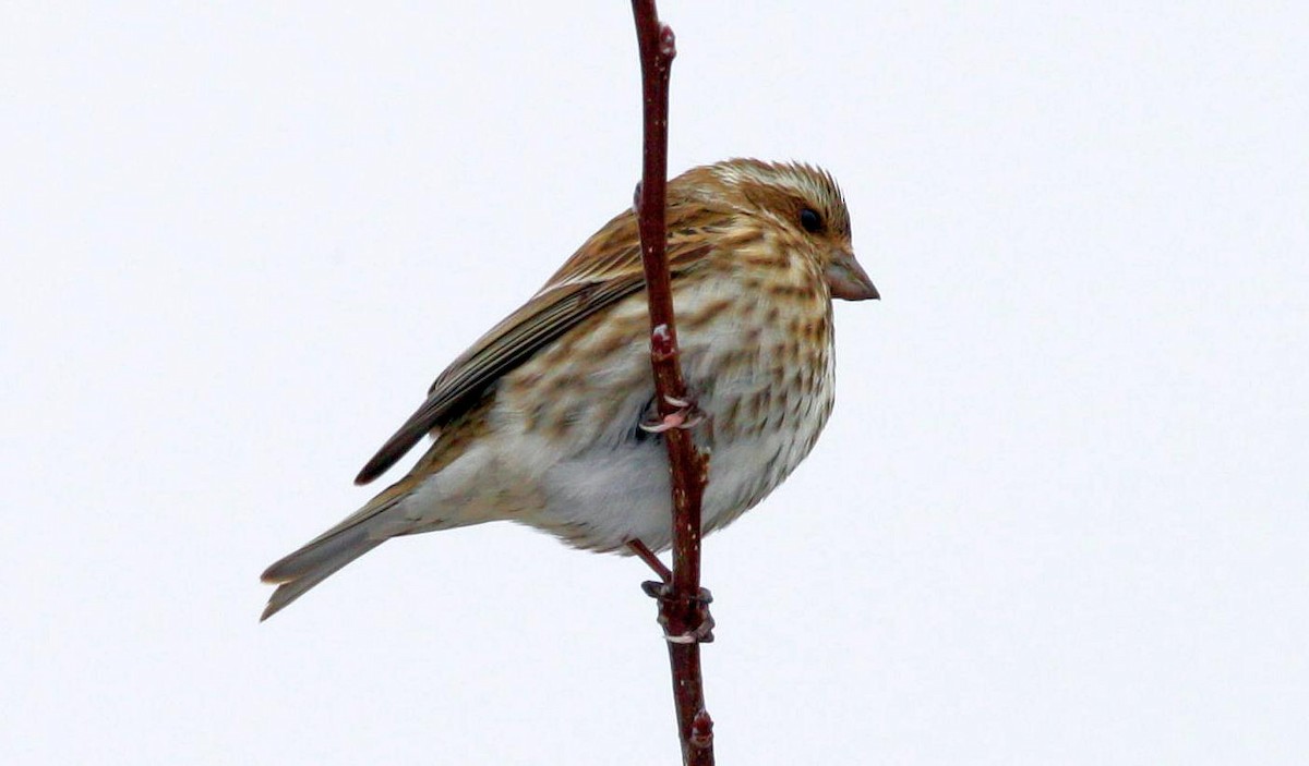 Purple Finch - ML211949551