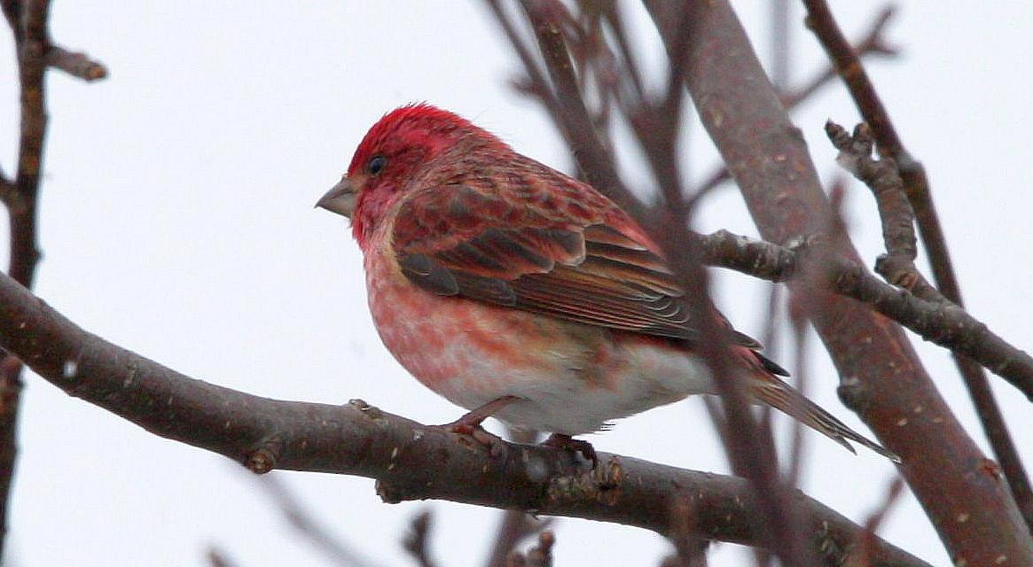 Purple Finch - ML211949561