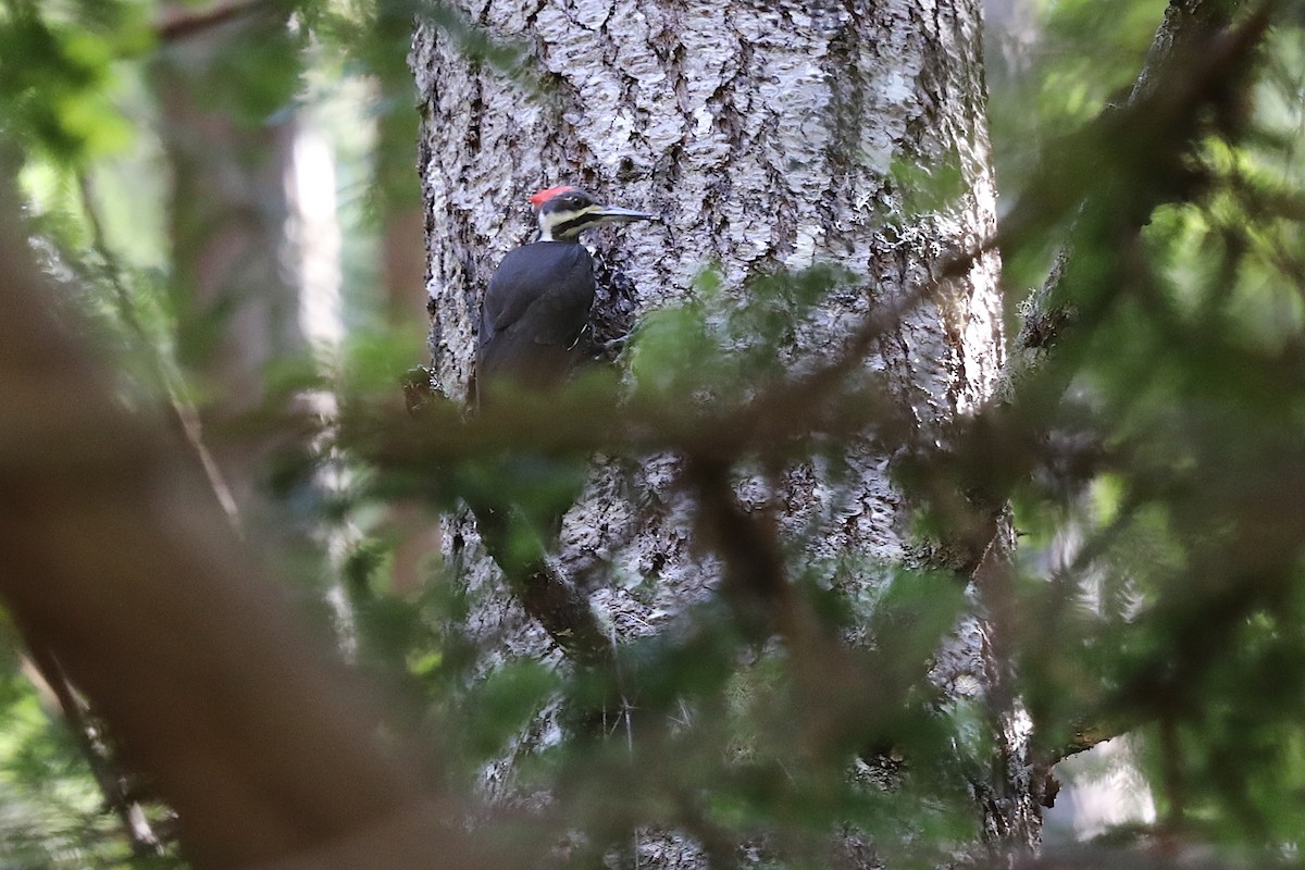 Pileated Woodpecker - ML211949601