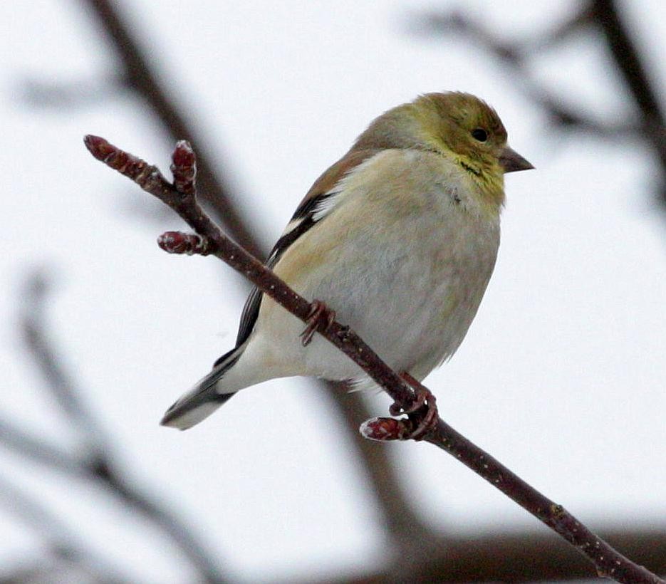 American Goldfinch - ML211949811