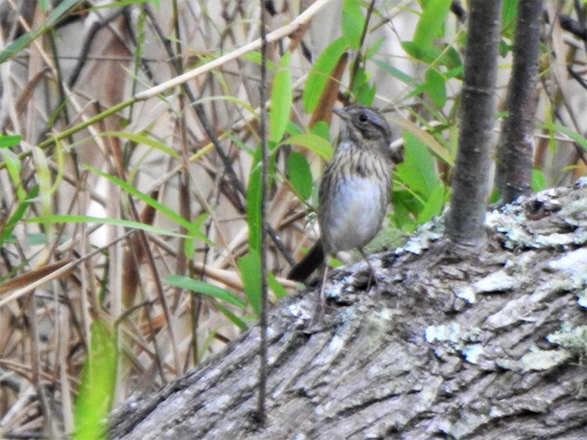 Lincoln's Sparrow - Sharon Wilcox