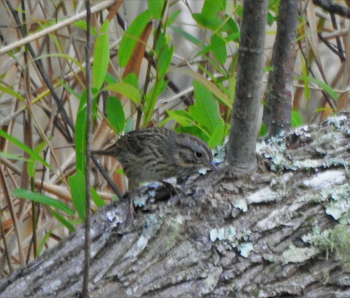 Lincoln's Sparrow - ML211950601