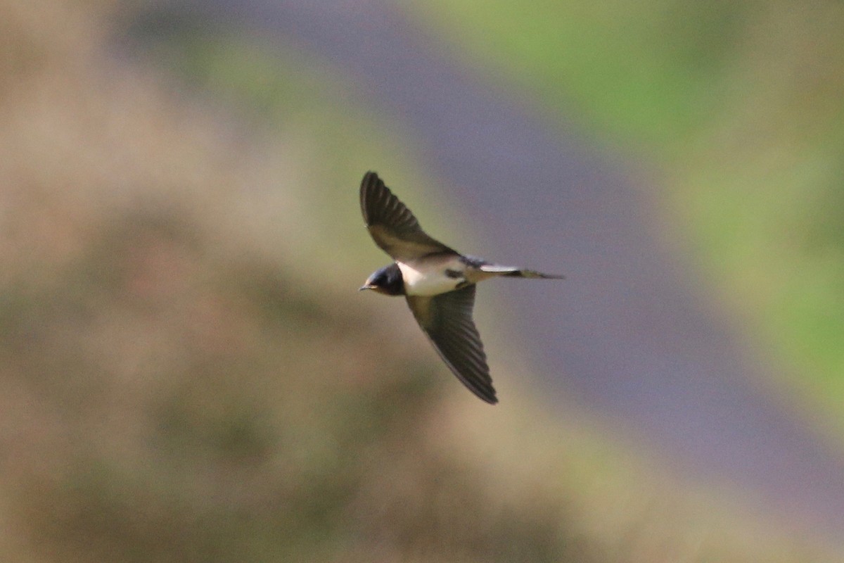 Barn Swallow - John King