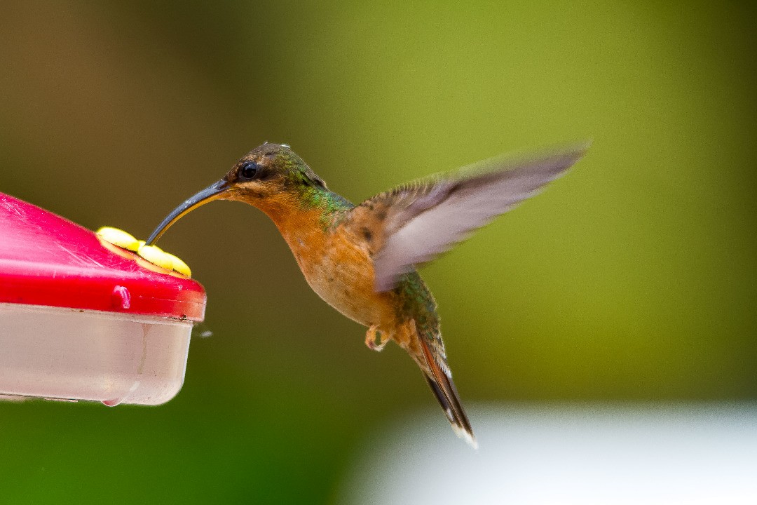Rufous-breasted Hermit - ML211953871