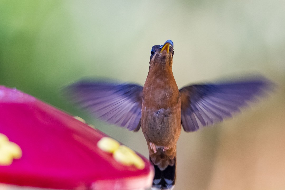 kolibřík ryšavoocasý - ML211953881