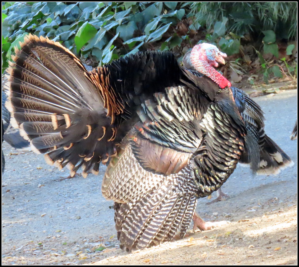 Wild Turkey - ML211955611