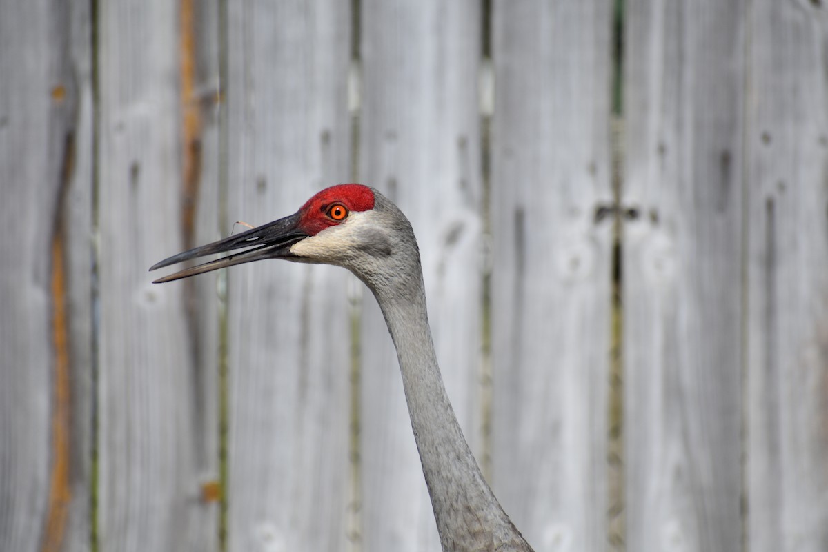 Sandhill Crane - ML211956961