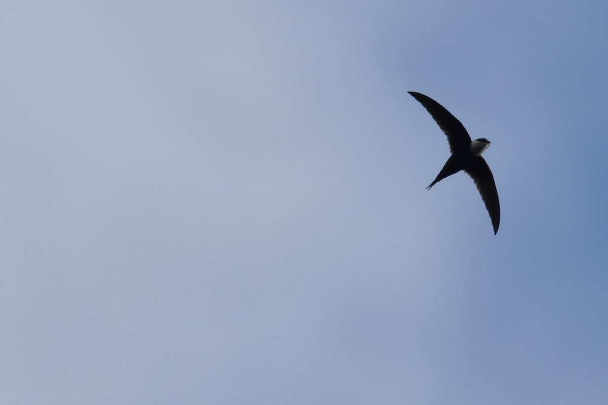 Lesser Swallow-tailed Swift - ML211957301