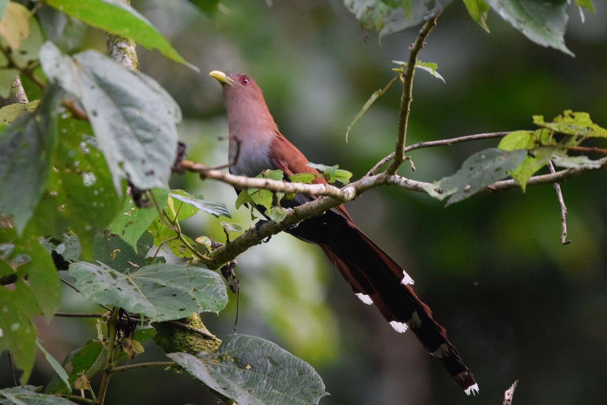 Squirrel Cuckoo - ML211960521