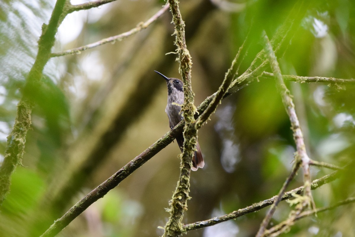 Brown Violetear - ML211960551